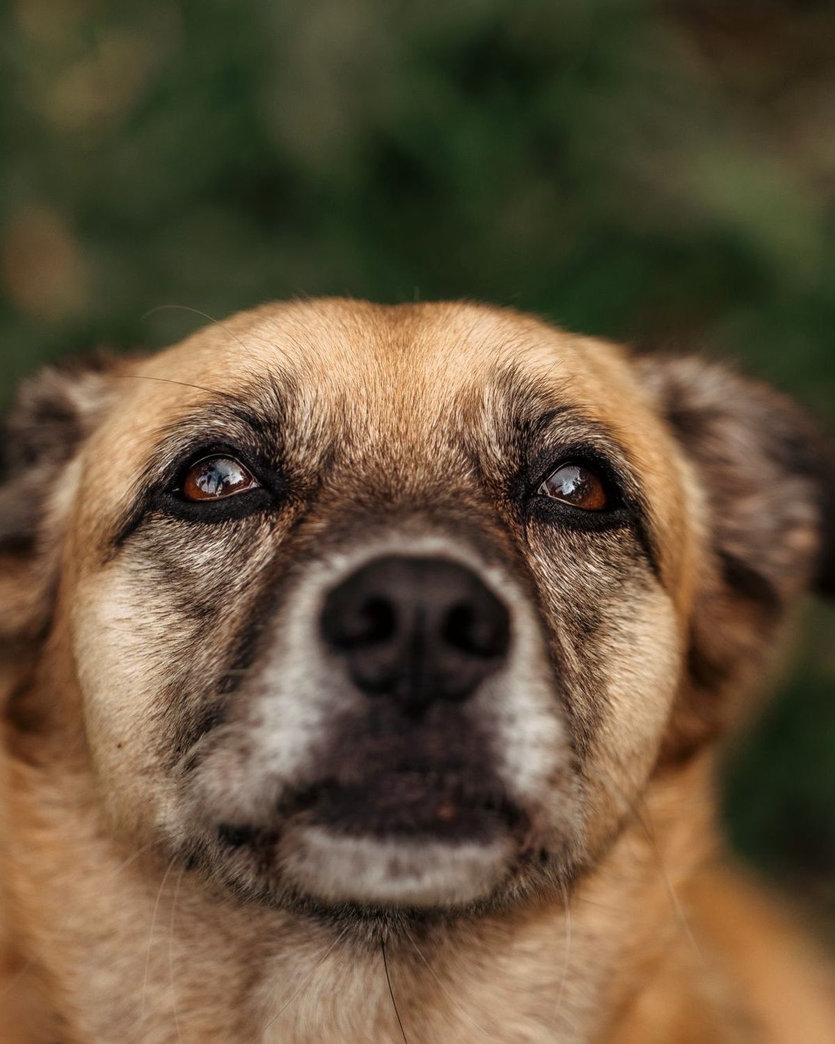 Bramble, a brown mixed-breed rescue dog, looking calmly at the camera