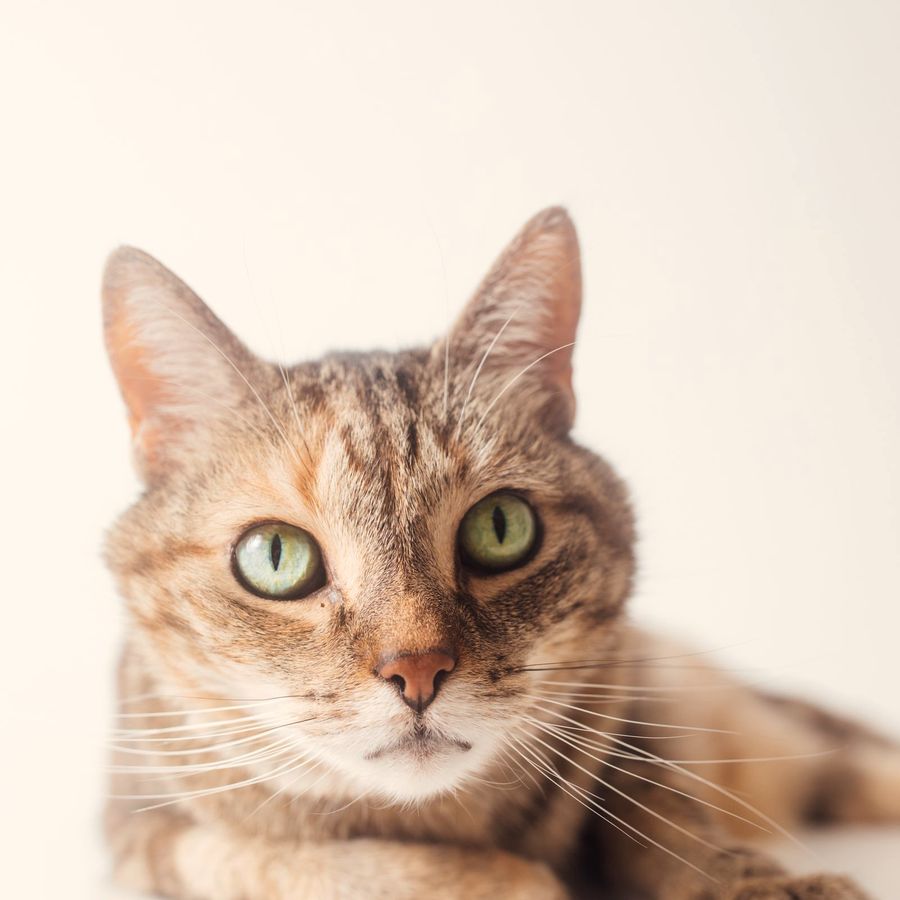 Pepper, a tabby cat, sitting calmly and looking at the camera